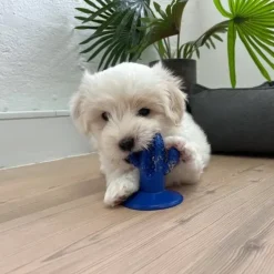 Mund-, Øre- Og Øjenpleje|Snusemåtter/Slikkeplader^All For Paws AFP Dental Cactus