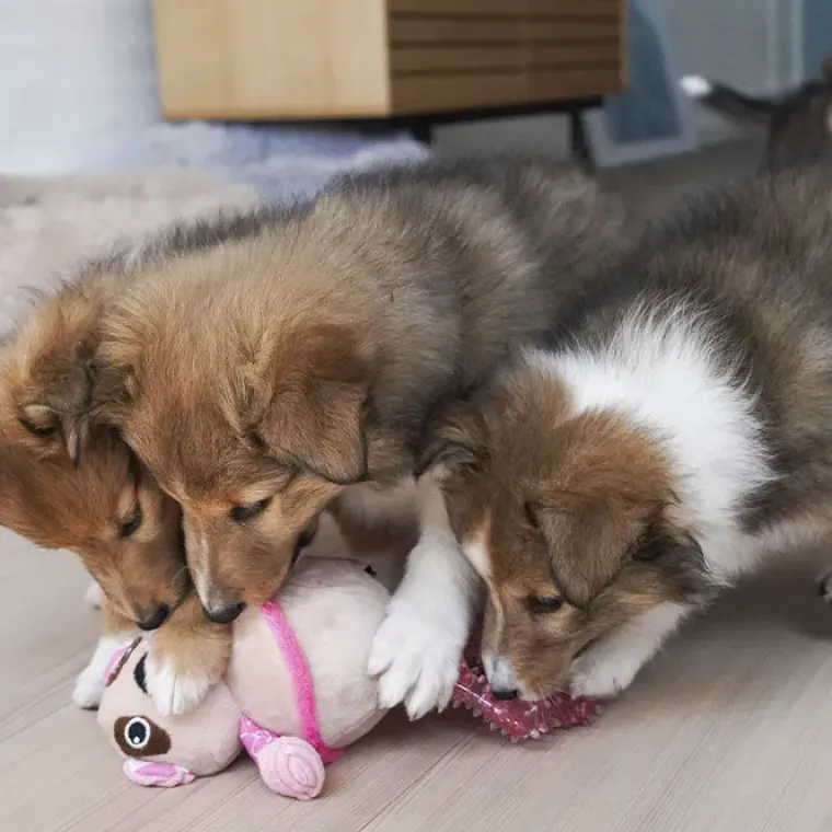 Hvalpelegetøj|Legetøj Til Hvalpe^All For Paws AFP Goofy Dyr