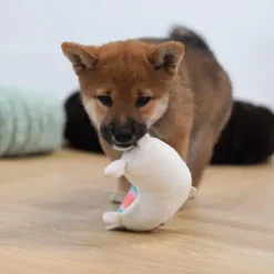 Plyslegetøj Til Hunde|Hvalpelegetøj^All For Paws AFP Little buddy Fiesta legetøj | 2 stk.