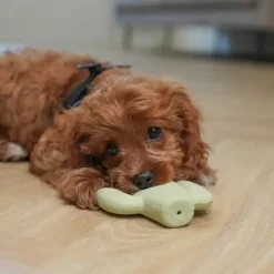 Plyslegetøj Til Hunde|Hvalpelegetøj^All For Paws AFP Little buddy Fiesta legetøj | 2 stk.