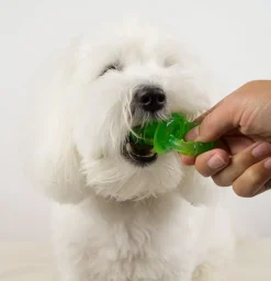 Til Opdrættere|Hvalpelegetøj^All For Paws AFP Little Buddy hvalpesut