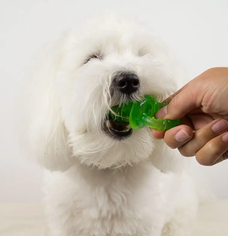Til Opdrættere|Hvalpelegetøj^All For Paws AFP Little Buddy hvalpesut
