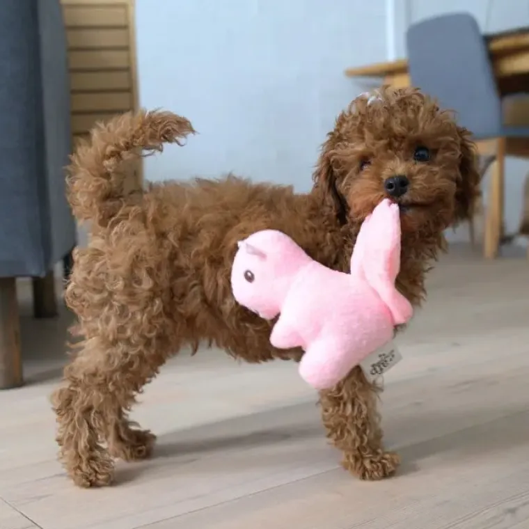 Plyslegetøj Til Hunde|Hvalpelegetøj^All For Paws AFP Little Buddy Skovpakke Hundelegetøj | 3 stk.