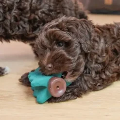 Hvalpelegetøj|All For Paws Hundelegetøj^All For Paws AFP Little Buddy Woodland Hvalpelegetøj | 3 stk.