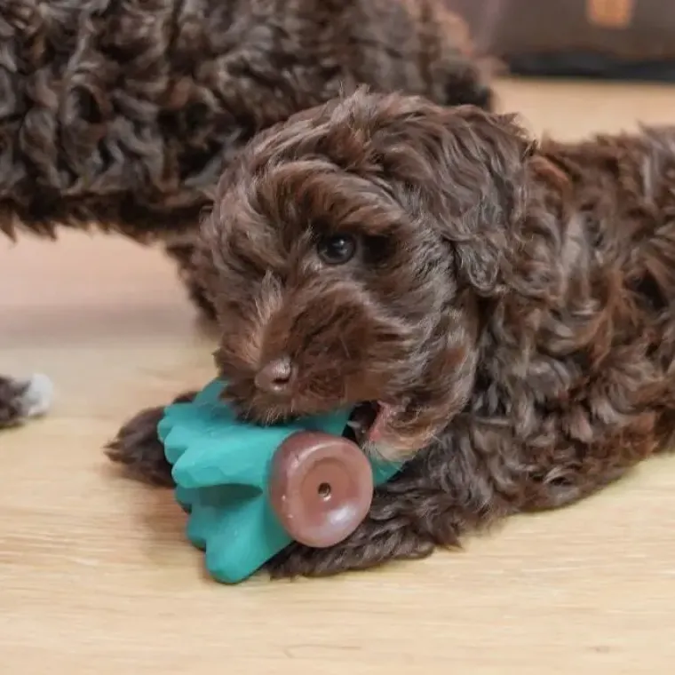 Hvalpelegetøj|All For Paws Hundelegetøj^All For Paws AFP Little Buddy Woodland Hvalpelegetøj | 3 stk.