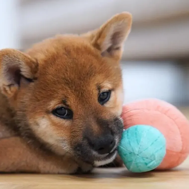 Hvalpelegetøj|All For Paws Hundelegetøj^All For Paws AFP Little Buddy Woodland Hvalpelegetøj | 3 stk.