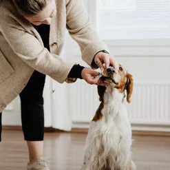 Drægtighed Og Hvalpefødsel^Bellylabs Graviditetstest / Dog Pregnancy test