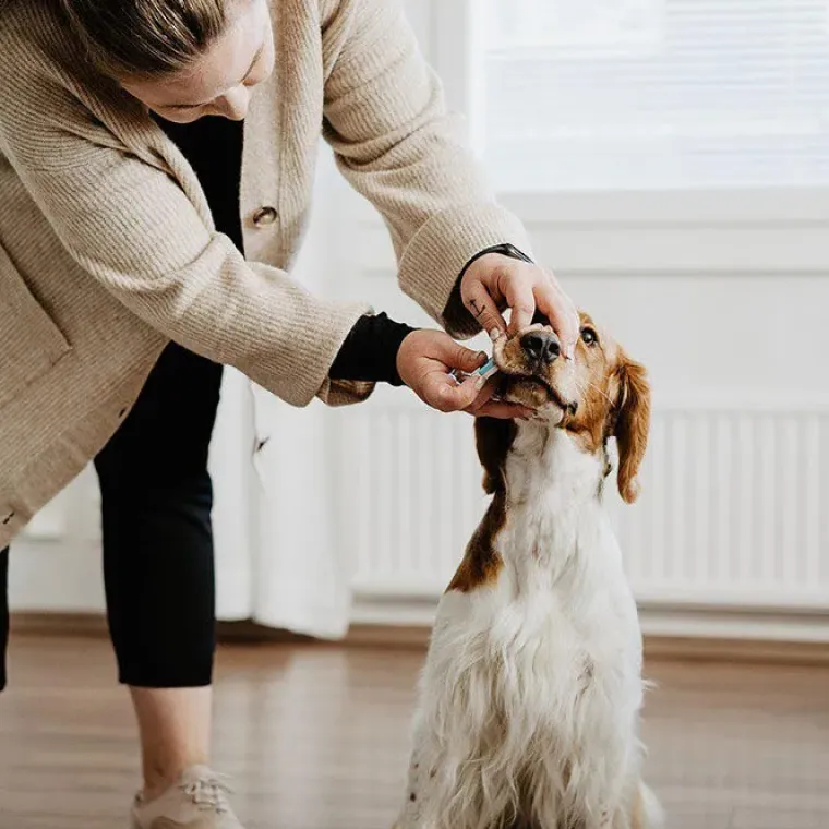 Drægtighed Og Hvalpefødsel^Bellylabs Graviditetstest / Dog Pregnancy test