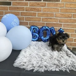Puppy Shower Party^Ollipet Boy eller Girl ballonsæt | OUTLET