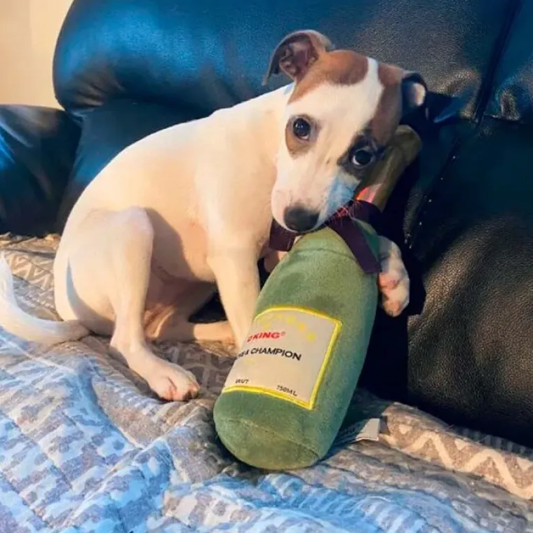 Nytårskurven|Plyslegetøj Til Hunde^Cotonshoppen Champagneflaske i plys | OUTLET