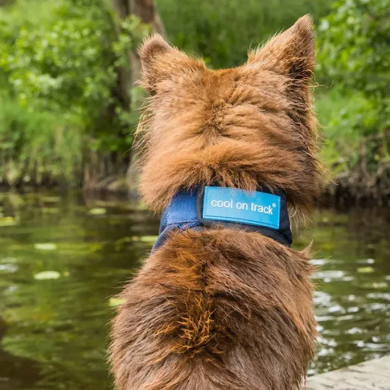 ☀️Sommerklar|Hundeferien^Back on Track Cool on Track Kølebandana