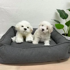 Gaveidéer Til Hundeelskeren|Hundebamser Til Pynt^Cotonshoppen Coton de Tulear /Bichon Frise bamse/Ollie