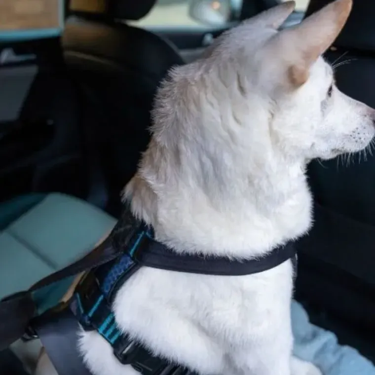 Hundeseler|Biltransport Af Hund^CarSafe Crash Tested Bilsele