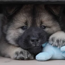Til Opdrættere|Plyslegetøj Til Hunde^Ollipet Cuddly Dog Mini Dogs med piv