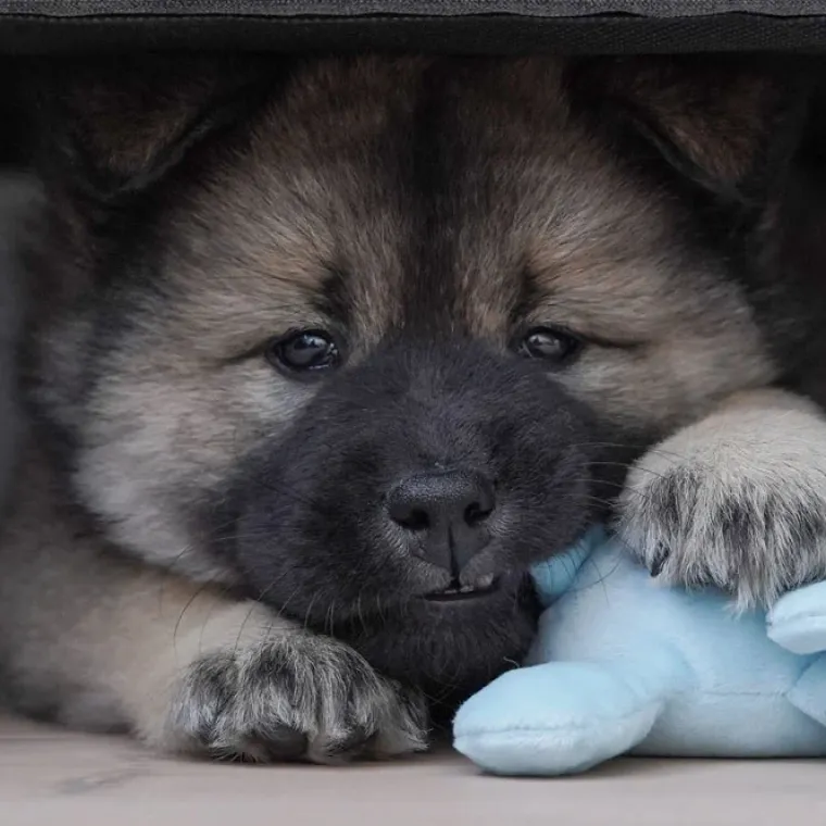 Til Opdrættere|Plyslegetøj Til Hunde^Ollipet Cuddly Dog Mini Dogs med piv