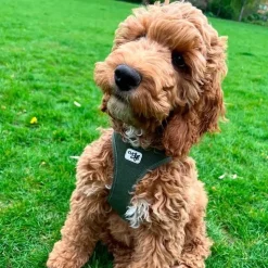 Hundeseler|Bestsellers^Curli Clasp Air Mesh Step-in Hundesele