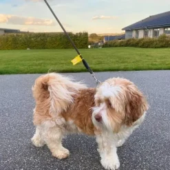 Uønsket Adfærd|Hundetræning Og Klikker^Curli