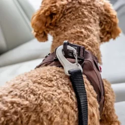 Biltransport Af Hund^Curli sikkerhedssele til bil V2