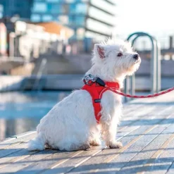 Hundeseler^Dog Copenhagen | Comfort Walk Go Sele
