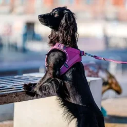Hundeseler^Dog Copenhagen | Comfort Walk Go Sele