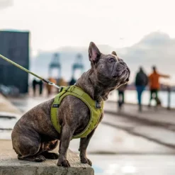 Hundeseler^Dog Copenhagen | Comfort Walk Go Sele