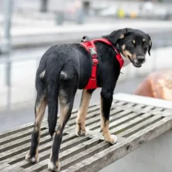 Hundeseler|Bestsellers^Dog Copenhagen Comfort Walk Pro hundesele