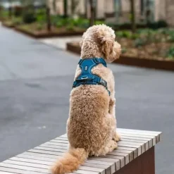Hundeseler|Bestsellers^Dog Copenhagen Comfort Walk Pro hundesele