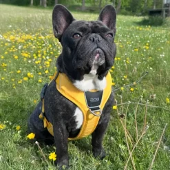 Hundeseler|Bestsellers^Dog Copenhagen Comfort Walk Pro hundesele