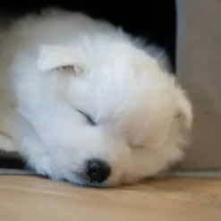Hundetrapper & Hunderamper^DogLemi Hundetrappe m. hule og små rum