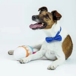 Gaveidéer Til Hundeelskeren|Nytårskurven^Ollipet Elegant butterfly til hunde | Med sølvtråd