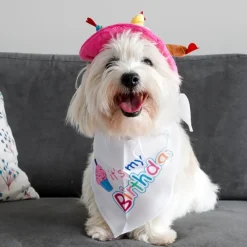 Hundefødselsdag^Ollipet Fødselsdagshat til hunde | med lys