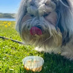 ☀️Sommerklar|Hundeferien^Fidovet Gelato | Hundeis