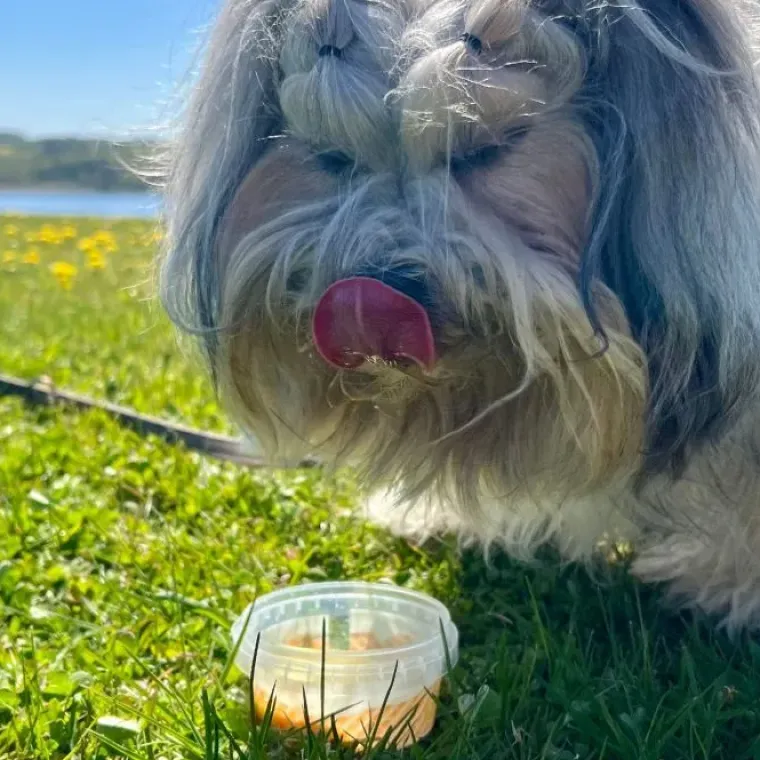 ☀️Sommerklar|Hundeferien^Fidovet Gelato | Hundeis