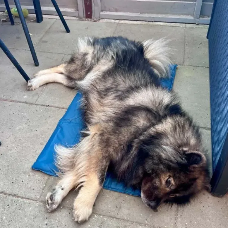 ☀️Sommerklar|Hundeferien^Freedog Hygge Series kølemåtte