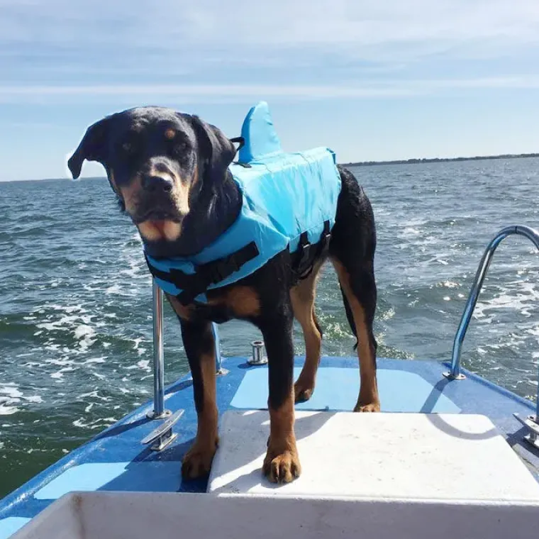 ☀️Sommerklar|Hundeferien^Ollipet Haj redningsvest