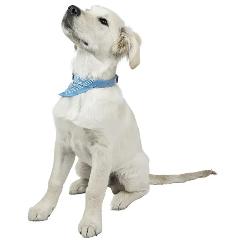 Hundehalsbånd|Lyserøde Favoritter^Ollipet Hundehalsbånd med tørklæde | OUTLET