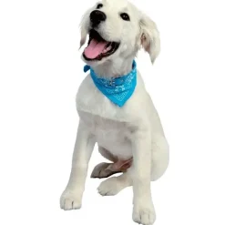 Hundehalsbånd|Lyserøde Favoritter^Ollipet Hundehalsbånd med tørklæde | OUTLET