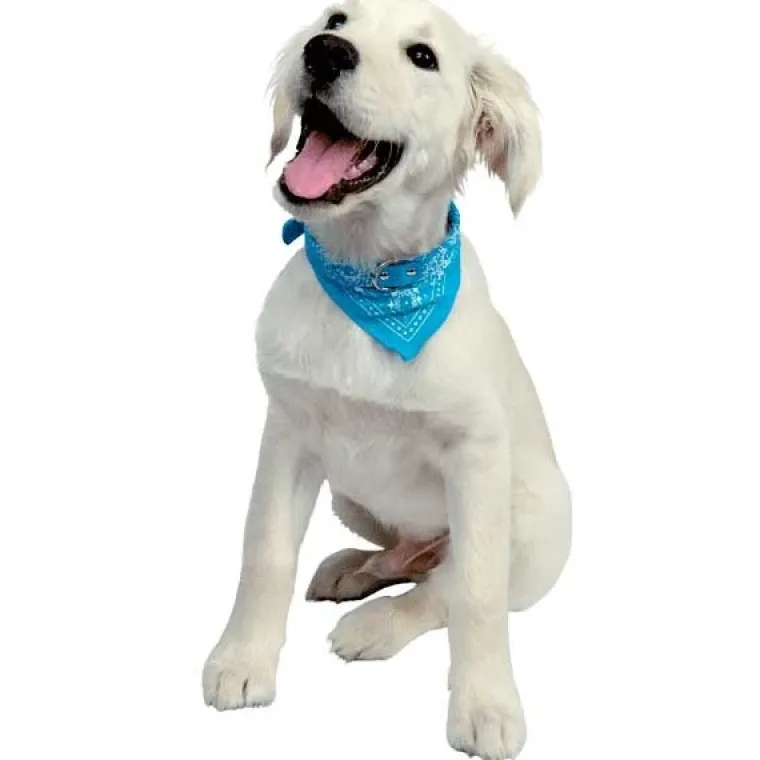 Hundehalsbånd|Lyserøde Favoritter^Ollipet Hundehalsbånd med tørklæde | OUTLET