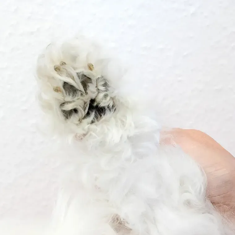 Poter Og Kløer|Hundetrimmere Og Klippemaskiner^KISS Hundetrimmer Aeolus Mini Cordless | Genopladelig