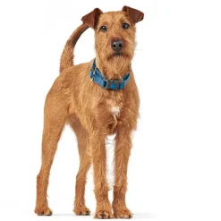 Hundehalsbånd^Hunter London Vario Plus Halsbånd
