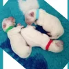 Hundehalsbånd|Nyfødte Hvalpe 0-8 Uger^Cotonshoppen ID hvalpehalsbånd | 12 stk. Velcro
