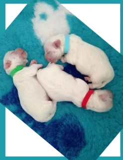 Hundehalsbånd|Nyfødte Hvalpe 0-8 Uger^Cotonshoppen ID hvalpehalsbånd | 12 stk. Velcro