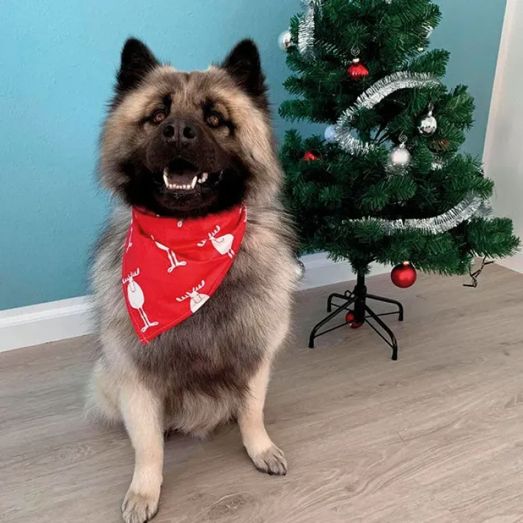 Julekurven^Ollipet Julebandana med rensdyr
