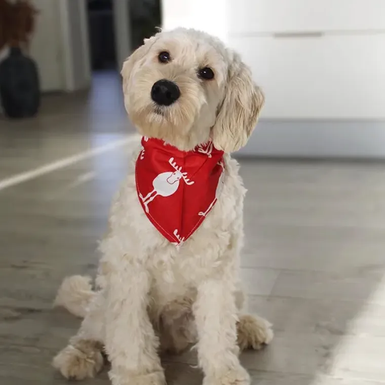 Julekurven^Ollipet Julebandana med rensdyr