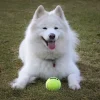 Bolde|Kong Hundelegetøj^KONG AirDog Squeaker Tennisbold L