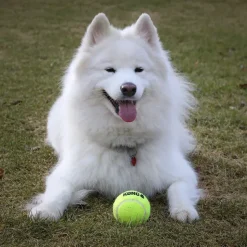 Bolde|Kong Hundelegetøj^KONG AirDog Squeaker Tennisbold L