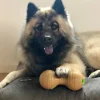 Aktivitetslegetøj Til Hunde|Kong Hundelegetøj^KONG Bamboo feeder dumbell