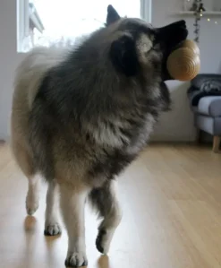 Aktivitetslegetøj Til Hunde|Kong Hundelegetøj^KONG Bamboo feeder dumbell