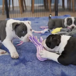 Hvalpelegetøj|Kong Hundelegetøj^KONG Cuteseas Octopus