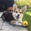 Aktivitetslegetøj Til Hunde|Bolde^KONG Rewards Tennis